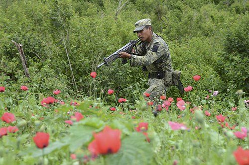 Queman 12 plantíos de amapola en Guerrero