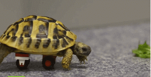 Construyen silla de ruedas de Lego para una tortuga Construyen silla de ruedas de Lego para una tortuga