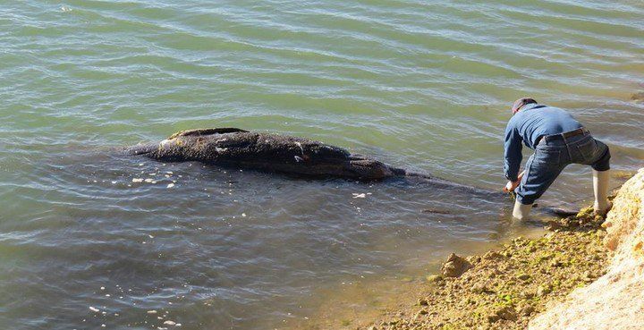 Marea roja mató a animales en Baja California: Profepa