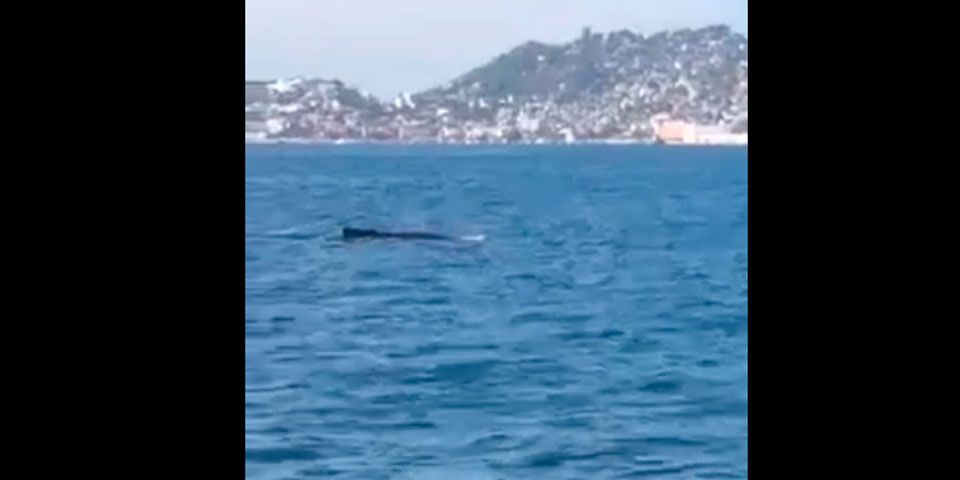 Ballenas a punto de varar en la Bahía de Acapulco