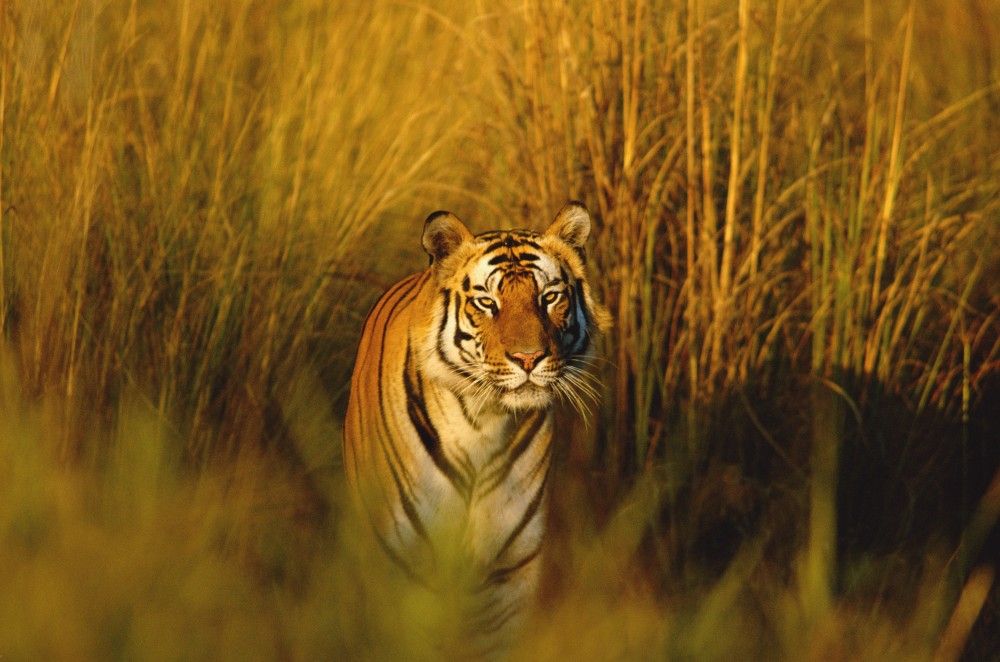 Aumenta el número de tigres en India Aumenta el número de tigres en India