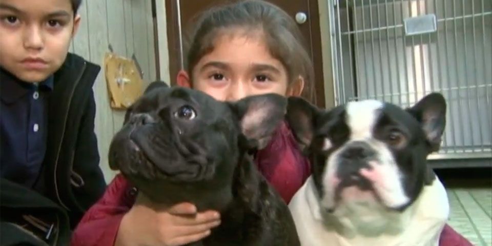 Cámara capta a hombre robando cachorros en camioneta de FedEx Cámara capta a hombre robando cachorros en camioneta de FedEx