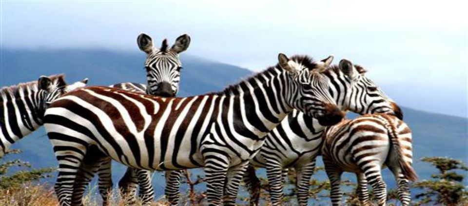 ¿Por qué las cebras son rayadas?