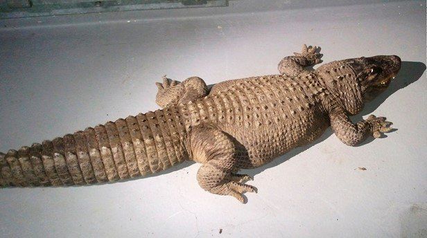 Incautan reptil de 37 años en casa de Los Ángeles Incautan reptil de 37 años en casa de Los Ángeles