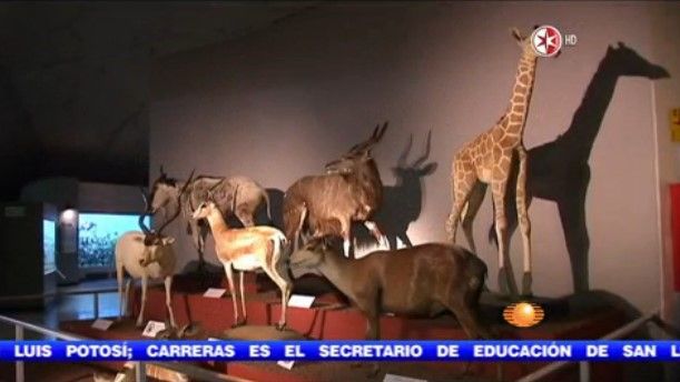 El Museo de Historia Natural (Parte II)