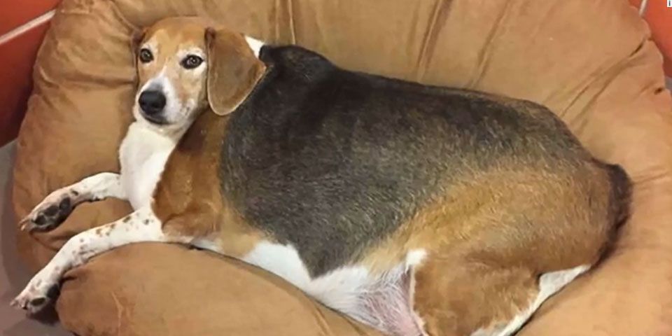 Ponen a dieta al beagle más gordo del mundo Ponen a dieta al beagle más gordo del mundo
