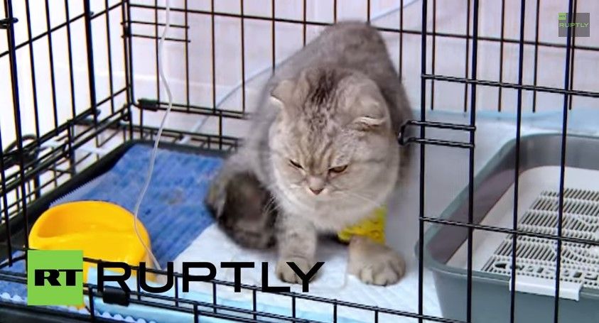 Rescatan a gato emparedado en Rusia