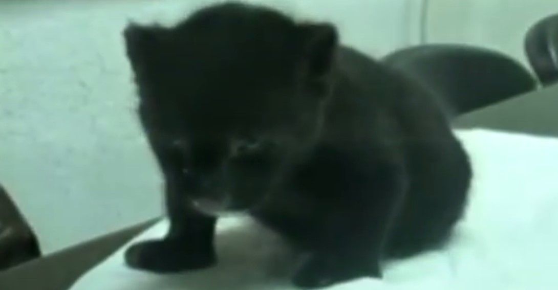 Nacen 2 jaguares melánicos en Irapuato