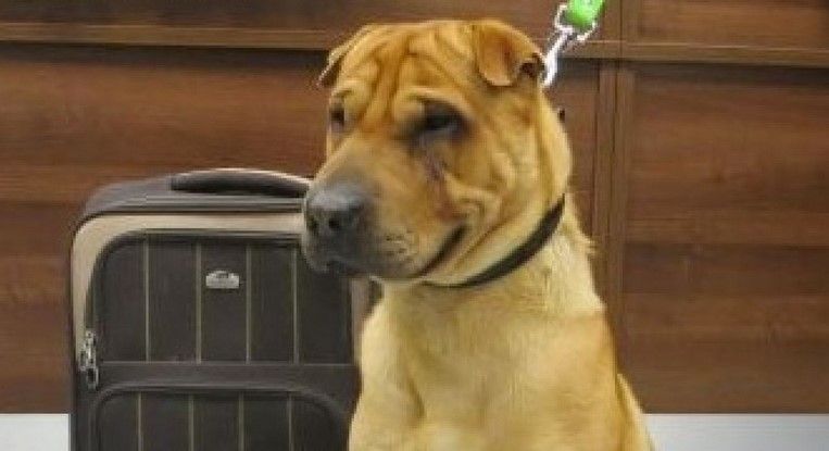 Abandonan a perro de nombre ‘Kai’ con maleta en estación de trenes Abandonan a perro de nombre ‘Kai’ con maleta en estación de trenes