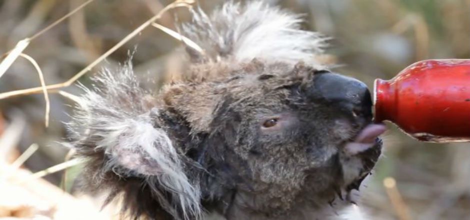 Koala se muestra sediento tras sobrevivir un incendio Koala se muestra sediento tras sobrevivir un incendio