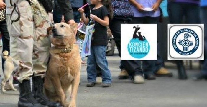 Iniciará campaña de esterilización de perros en la BJ Iniciará campaña de esterilización de perros en la BJ