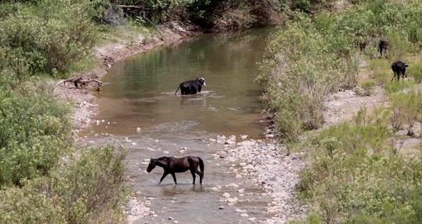 Agua del Río Sonora ya es apta para el consumo Agua del Río Sonora ya es apta para el consumo
