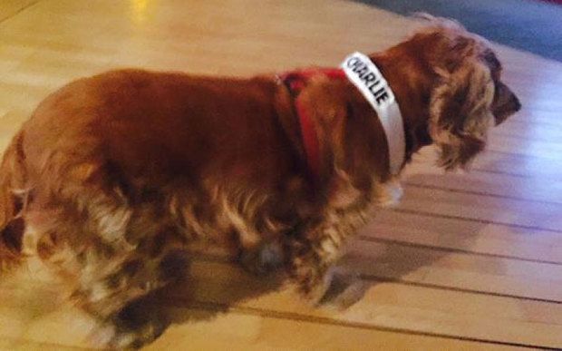 Lila, la mascota del Charlie Hebdo que sobrevivió a la masacre Lila, la mascota del Charlie Hebdo que sobrevivió a la masacre