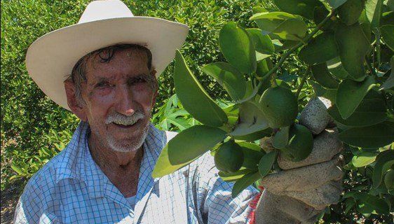 Café Político: Economía de Michoacán ya recae en productores y comerciantes Café Político: Economía de Michoacán ya recae en productores y comerciantes