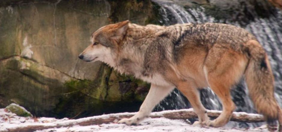 EE. UU. permite la matanza del lobo mexicano EE. UU. permite la matanza del lobo mexicano