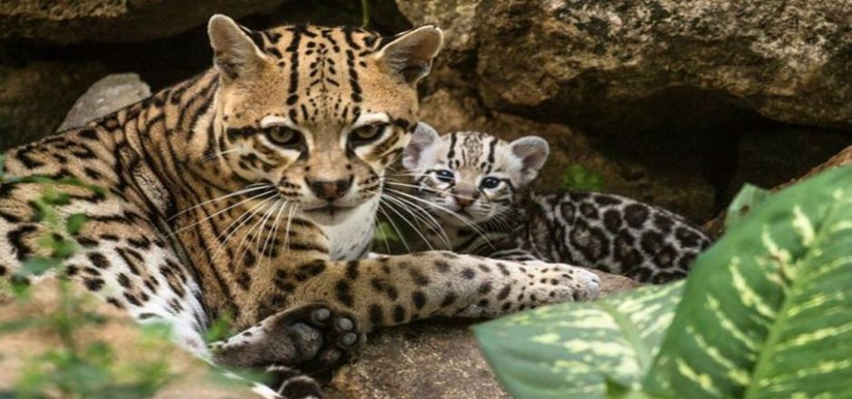 Nace ocelote en Zoomat de Chiapas