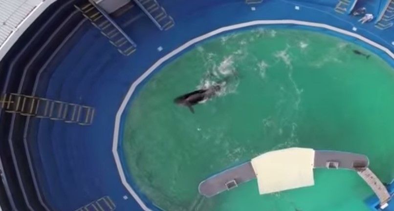 Orca lleva 45 años nadando en este pequeño estanque Orca lleva 45 años nadando en este pequeño estanque