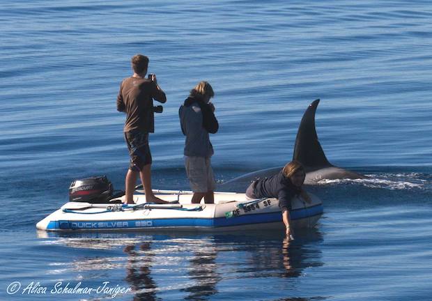 Orcas se acercan a centímetros de un bote inflable Orcas se acercan a centímetros de un bote inflable