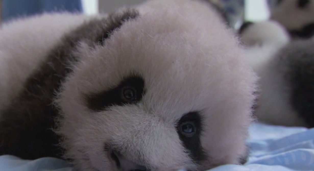 Video de pandas beb&eacute;s en cautiverio
