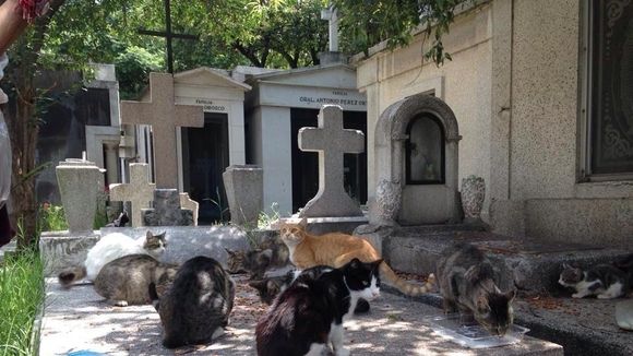 Continúan asesinatos de gatos en Panteón Francés
