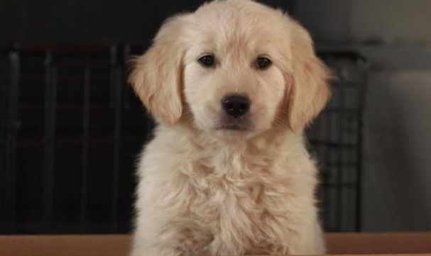 Comercial de GoDaddy causa controversia en redes sociales