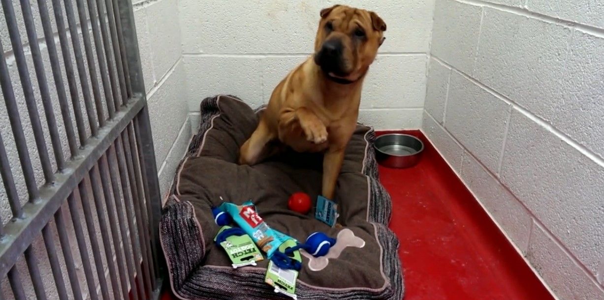 Conoce la historia detr&aacute;s del abandono de ‘Kai’