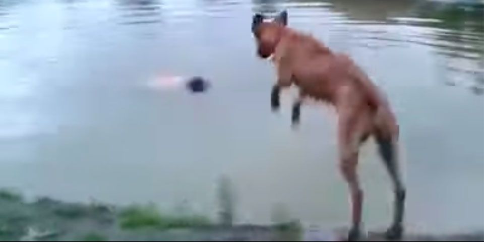 Hombre finge ahogarse y su perro lo salva