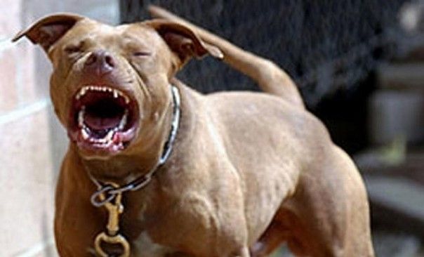 Pitbull ataca a dos mujeres en Nezahualcóyotl