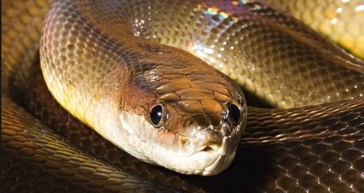 Mujer se encuentra pitón en el baño Mujer se encuentra pitón en el baño