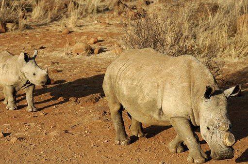 Caza de rinocerontes aumentó 21% entre 2013 y 2014 Caza de rinocerontes aumentó 21% entre 2013 y 2014