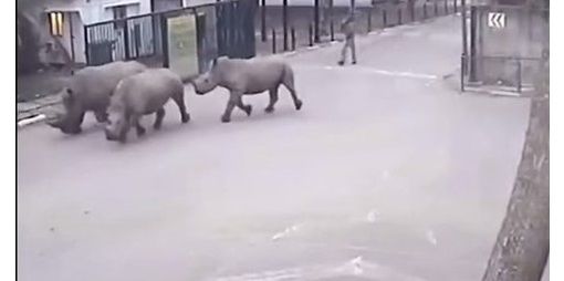 Tres rinocerontes blancos escapan de un parque en Israel