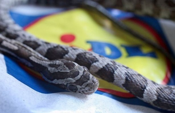Un sujeto encuentra una serpiente en su bolsa de compras Un sujeto encuentra una serpiente en su bolsa de compras