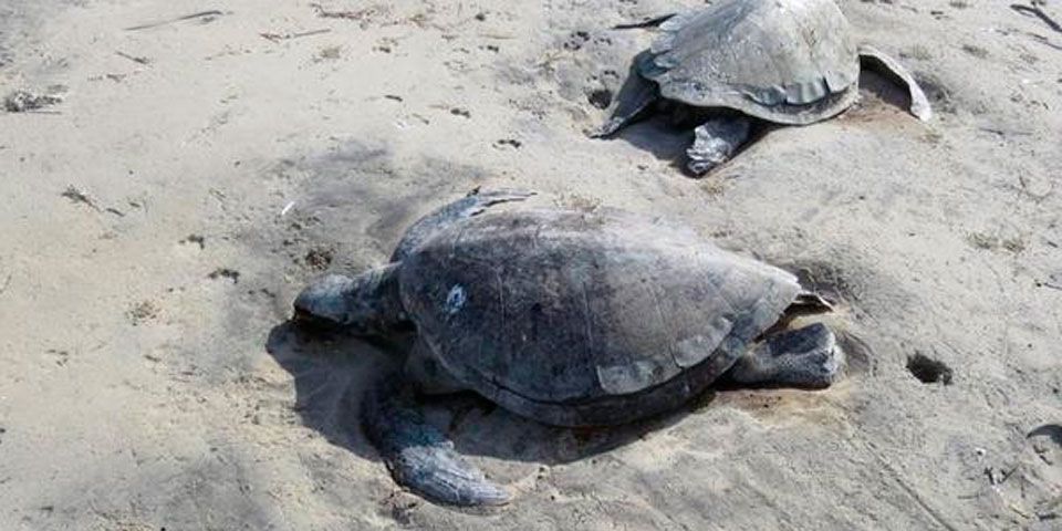 Encuentran 150 tortugas marinas muertas en BCS