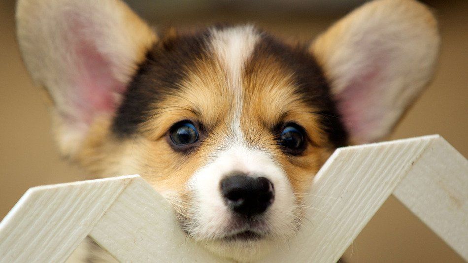 El corgi está en riesgo de extinción