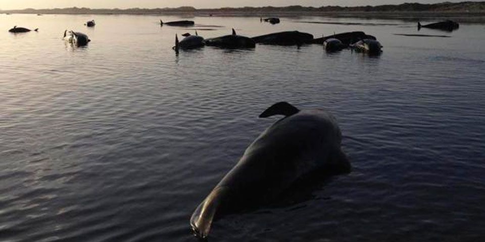 Mueren 140 ballenas varadas en Nueva Zelanda Mueren 140 ballenas varadas en Nueva Zelanda