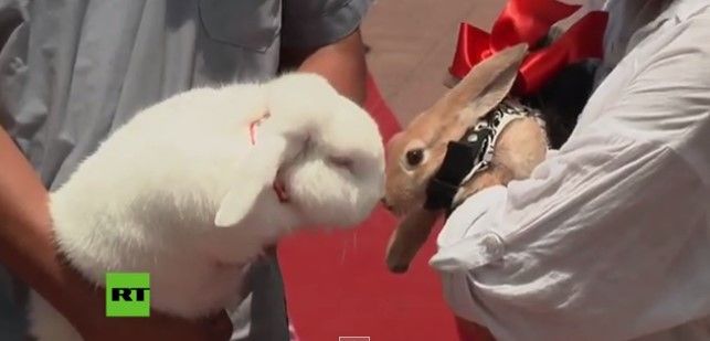 Celebran boda masiva de animales en Perú Celebran boda masiva de animales en Perú