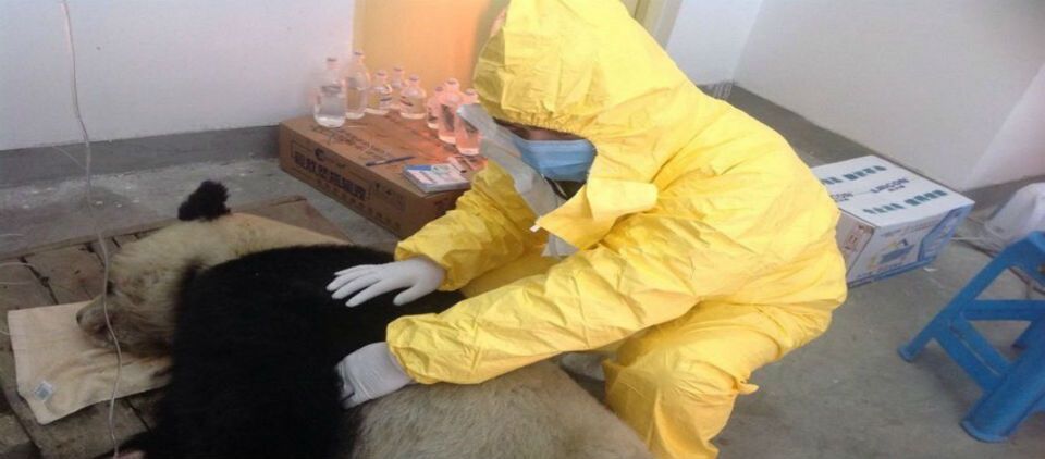 Muere cuarto panda gigante de moquillo Muere cuarto panda gigante de moquillo