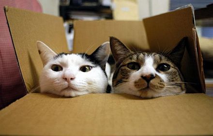 ¿Por qué los gatos gustan de las cajas? ¿Por qué los gatos gustan de las cajas?