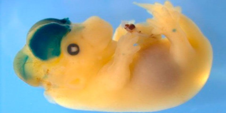 Descubren gen que nos hace humanos y lo implantan en ratones