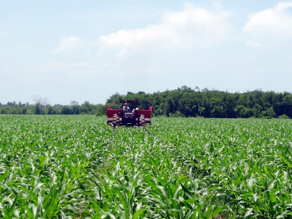 Jalisco aumentó su producción de alimentos en 2014