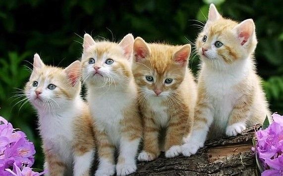 Realizarán Gato Fest en el DF