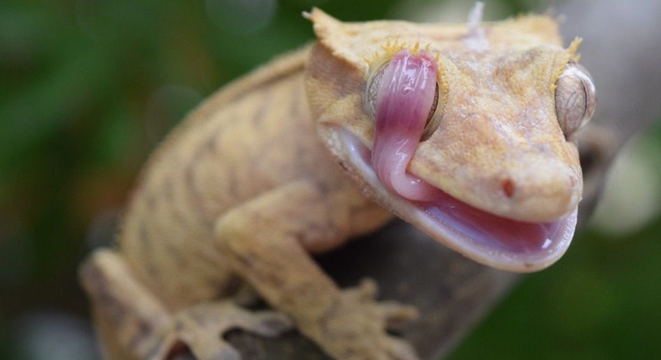NatGeo premia fotos tomadas por niños
