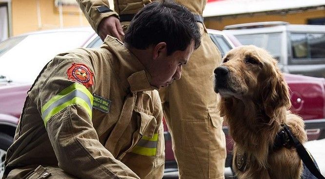 Despiden bomberos de Bogotá a un gran compañero