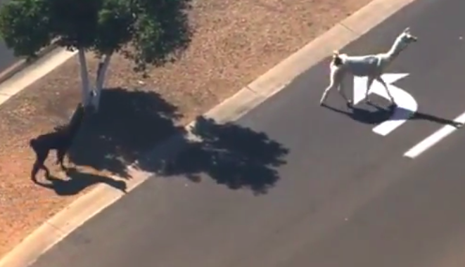 Dos llamas se escapan en Arizona