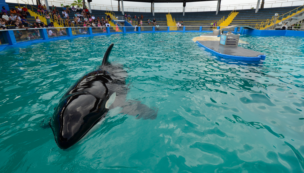 Piden en EE.UU. libertad de la orca Lolita Piden en EE.UU. libertad de la orca Lolita