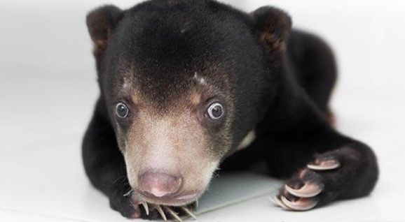 Blue, un oso con una gran historia de superación