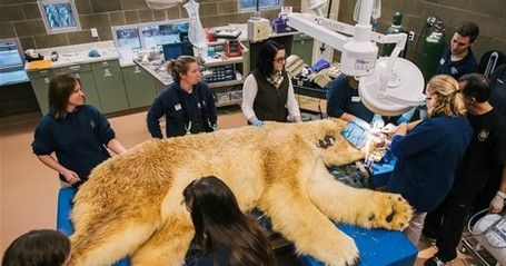 Oso Polar asiste al dentista Oso Polar asiste al dentista