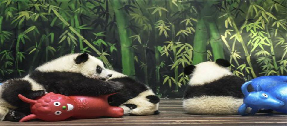 Aumenta la población de pandas Aumenta la población de pandas