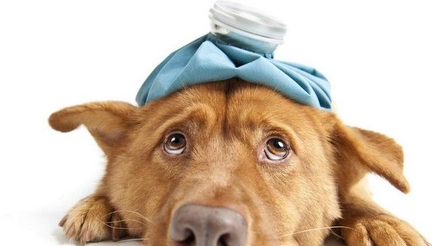 Registran caso de gripe aviar en perro Registran caso de gripe aviar en perro
