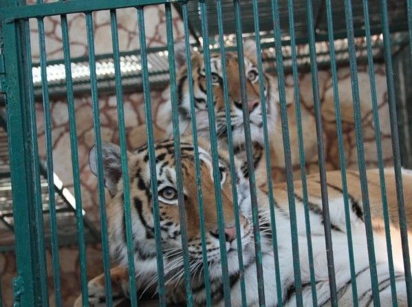 Incauta Profepa 101 animales en zoológico privado de Puebla